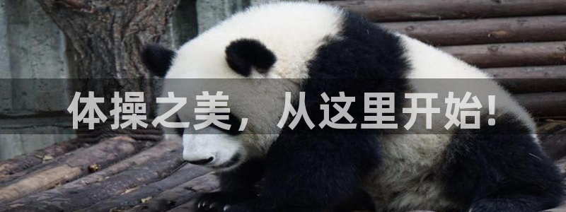 JJB竞技宝官方正版app集团官网首页:体操之美,从这里开始